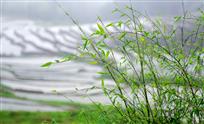 《雨竹》——  林武旺 摄
