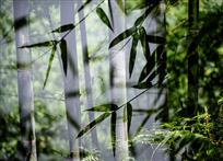 竹林倩影
