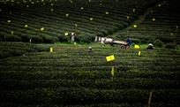 茶山春早