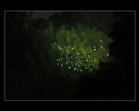 竹林深处是我家