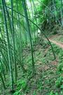 翠竹满山坡