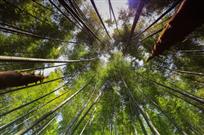 捅破天
