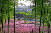 《生态山村春光好》