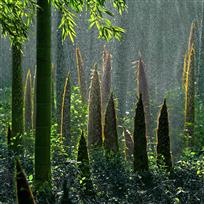 《阳光春雨润新篁》
