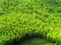 《竹茂茶翠》