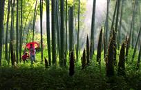 《走进春天》