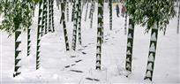 《大雪有痕》