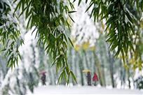 《依然叶青青》
