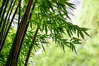 《翠竹倩影》