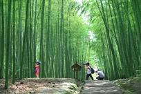 翠竹绿影醉摄友