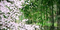 春日暖阳
