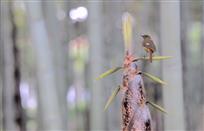 独立