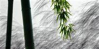 竹无声