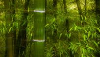 【傲然挺立】