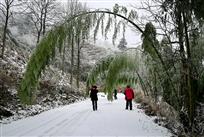 雪地竹韵