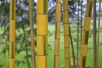 《高风亮节》组照1