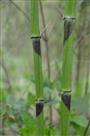 《高风亮节》组照2