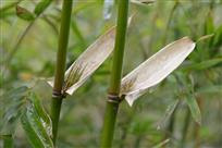 《高风亮节》组照6