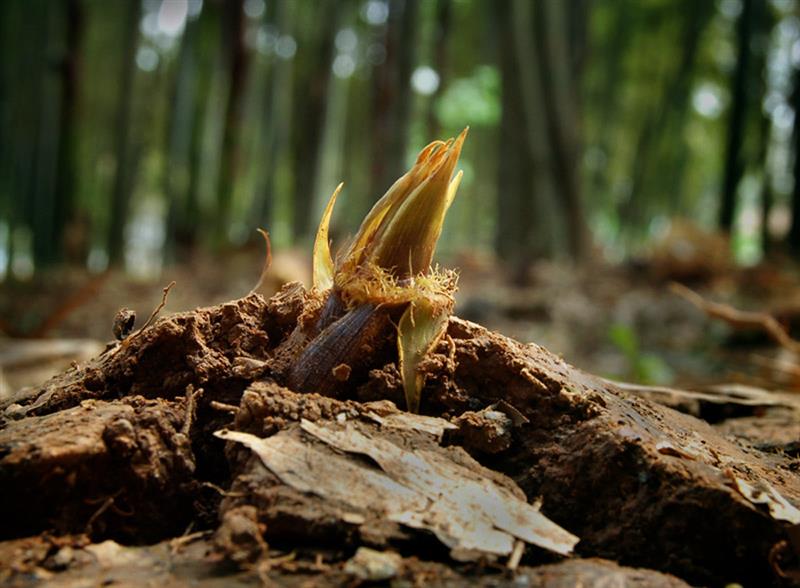 作品描述: 春天来了,万物生长,一只竹笋破土而出,展现了生命的力量