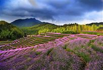 《花海竹韵》