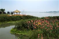 【鲜花盛开的村庄】