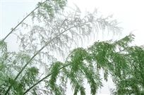 雪后
