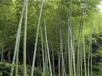 根深叶茂绿意浓