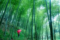 竹林倩影