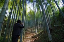 竹林