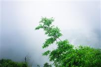 山竹