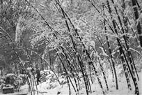 雪竹