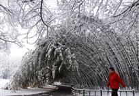 “雪竹”