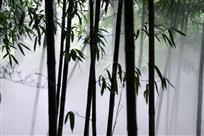 竹影梦幻