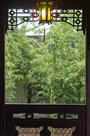 竹林听雨