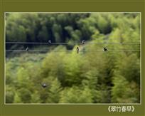 《翠竹春早》