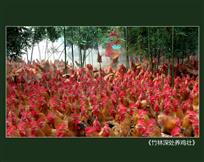 《竹林深处养鸡壮》