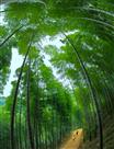 风景这边独好