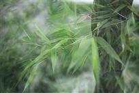 《苍翠》