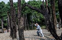 乌木林中练太极