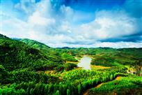 翠竹满山