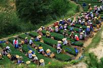 采茶时节