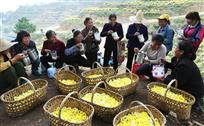 采花工的午餐