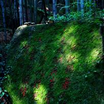 竹林意蕴