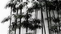 屹立风雪中