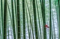 万绿丛中