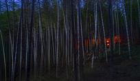 竹林夜色