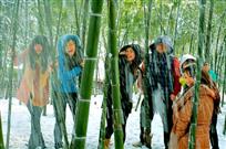 竹林雪趣