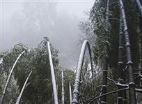 雪竹