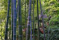林中小寺