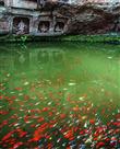《秀水宁静魚悠悠》